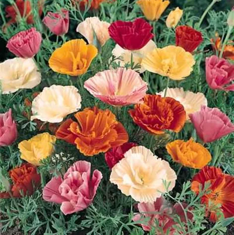California Poppy